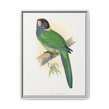 Yellow-Naped Parrakeet (Platycercus Baueri) colored wood-engraved plate by Alexander Francis Lydon. - NOMADEN ART GALLERY