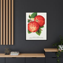 Duchess of Oldenburg apples lithograph from Botanical Specimen published by Rochester Lithographing