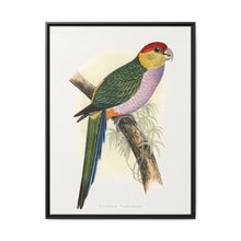 Pileated Parrakeet (Pionopsitta pileata) colored wood-engraved plate by Alexander Francis Lydon. - NOMADEN ART GALLERY