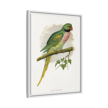 Javan Parrakeet (Psittacula alexandri) colored wood-engraved plate by Alexander Francis Lydon.