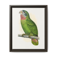 Jamaica Parrot (Amazona collaria) colored wood-engraved plate by Alexander Francis Lydon - NOMADEN ART GALLERY