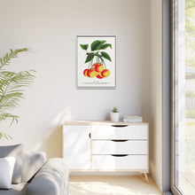Gov Wood cherry lithograph. Digitally enhanced from our own original 1900 edition plates of Botanical Specimen published by Rochester Lithographing