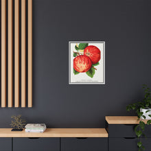 Duchess of Oldenburg apples lithograph from Botanical Specimen published by Rochester Lithographing