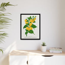 Golden queen raspberry lithograph. Digitally enhanced from our own original 1900 edition plates of Botanical Specimen published by Rochester Lithographing