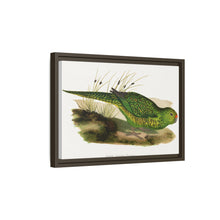 Green Ground Parrot (Pezoporus wallicus) colored wood-engraved plate by Alexander Francis Lydon