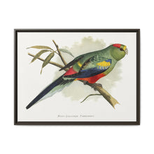 Many-Coloured Parrakeet (Psephotellus varius) colored wood-engraved plate by Alexander Francis Lydon - NOMADEN ART GALLERY