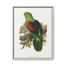 Red-winged parakeet (Aprosmictus erythropterus) colored wood-engraved plate by Alexander Francis Lydon - NOMADEN ART GALLERY