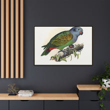 Red-Vented Parrot (Amazona martinicana) colored wood-engraved plate by Alexander Francis Lydon