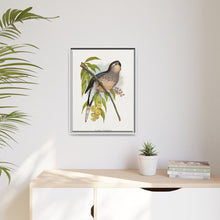 Bourke's Parrakeet (Neopsephotus bourkii) colored wood-engraved plate by Alexander Francis Lydon.