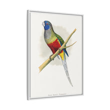 Blue Bonnet Parrakeet (Northiella haematogaster) colored wood-engraved plate by Alexander Francis Lydon.