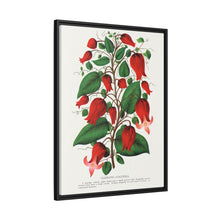 Prunus Triloba flower lithograph. Digitally enhanced from our own original 1900 edition plates of Botanical Specimen published by Rochester Lithographing