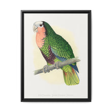 Red-Throated White-Fronted Amazon (Amazona leucocephala) colored wood-engraved plate by Alexander Francis Lydon. - NOMADEN ART GALLERY