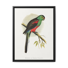 Beautiful or Paradise Parrakeet (Psephotus pulcherrimus) colored wood-engraved plate by Alexander Francis Lydon - NOMADEN ART GALLERY
