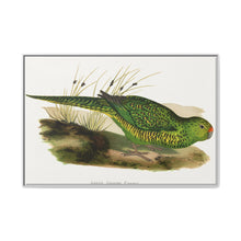Green Ground Parrot (Pezoporus wallicus) colored wood-engraved plate by Alexander Francis Lydon - NOMADEN ART GALLERY