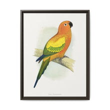 Sun Parrakeet (Aratinga solstitialis) colored wood-engraved plate by Alexander Francis Lydon - NOMADEN ART GALLERY