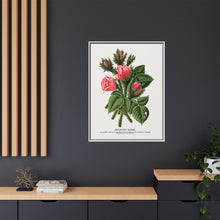 Pink roses, Crested Moss lithograph. Digitally enhanced from our own original 1900 edition plates of Botanical Specimen published by Rochester Lithographing