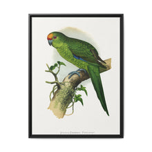 Golden-Crowned Parrakeet (Cyanoramphus auriceps) colored wood-engraved plate by Alexander Francis Lydon - NOMADEN ART GALLERY