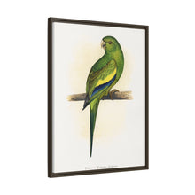 Canary-Winged Conure ( Brotogeris versicolurus) colored wood-engraved plate by Alexander Francis Lydon