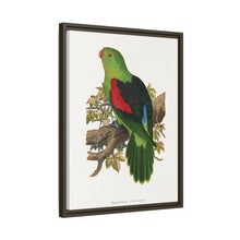 Red-winged parakeet (Aprosmictus erythropterus) colored wood-engraved plate by Alexander Francis Lydon