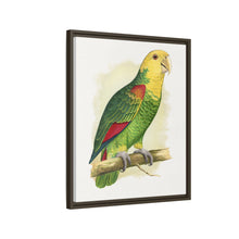 Double-Fronted or Le Vaillant's Amazon (Amazona oratrix) colored wood-engraved plate by Alexander Francis Lydon.