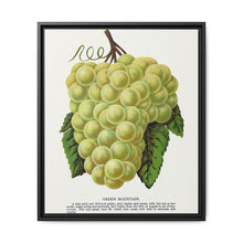 Green Mountain grape lithograph. Digitally enhanced from our own original 1900 edition plates of Botanical Specimen published by Rochester Lithographing - NOMADEN ART GALLERY
