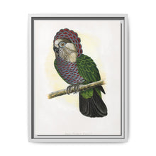Hawk-Headed Parrot (Deroptyus accipitrinus) colored wood-engraved plate by Alexander Francis Lydon. - NOMADEN ART GALLERY