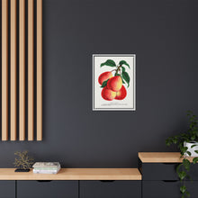 Vermont Beauty pear lithograph. Digitally enhanced from our own original 1900 edition plates of Botanical Specimen published by Rochester Lithographing
