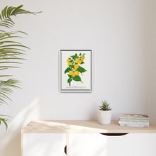 Golden queen raspberry lithograph. Digitally enhanced from our own original 1900 edition plates of Botanical Specimen published by Rochester Lithographing