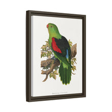 Red-winged parakeet (Aprosmictus erythropterus) colored wood-engraved plate by Alexander Francis Lydon