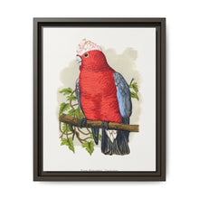 Rose-Breasted Cockatoo (Eolophus roseicapillus) colored wood-engraved plate by Alexander Francis Lydon. - NOMADEN ART GALLERY