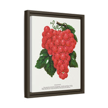 Vergennes grape lithograph. Digitally enhanced from our own original 1900 edition plates of Botanical Specimen published by Rochester Lithographing