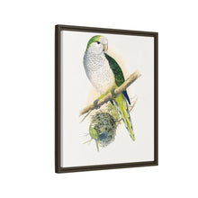 Quaker or Grey-breasted Parrakeet (Myiopsitta monachus) colored wood-engraved plate by Alexander Francis Lydon