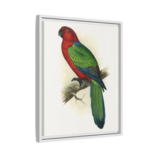 Red Shining Parrakeet (Prosopeia tabuensis) colored wood-engraved plate by Alexander Francis Lydon