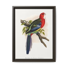 Rose-Hill or Rosella Parrakeet (Platycercus eximius) colored wood-engraved plate by Alexander Francis Lydon - NOMADEN ART GALLERY
