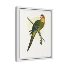 Carolina Parrot (Conuropsis carolinensis) colored wood-engraved plate by Alexander Francis Lydon.