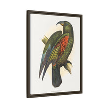 Mountain Parrot (Nestor notabilis) colored wood-engraved plate by Alexander Francis Lydon