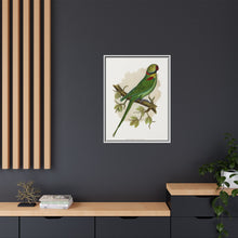 Alexandrine Parakeet (Psittacula eupatria) colored wood-engraved plate by Alexander Francis Lydon.