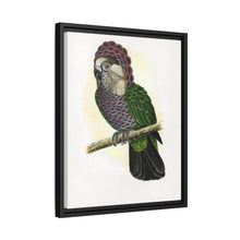 Hawk-Headed Parrot (Deroptyus accipitrinus) colored wood-engraved plate by Alexander Francis Lydon.