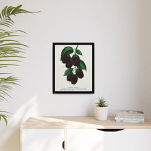Lucretia Dewberry lithograph. Digitally enhanced from our own original 1900 edition plates of Botanical Specimen published by Rochester Lithographing