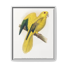 Golden or Queen Bavaria's Parrot (Guaruba guarouba) colored wood-engraved plate by Alexander Francis Lydon. - NOMADEN ART GALLERY