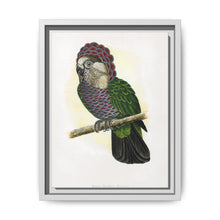 Hawk-Headed Parrot (Deroptyus accipitrinus) colored wood-engraved plate by Alexander Francis Lydon. - NOMADEN ART GALLERY