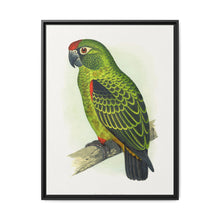 Jardine's Parrot (Poicephalus gulielmi gulielmi) colored wood-engraved plate by Alexander Francis Lydon. - NOMADEN ART GALLERY