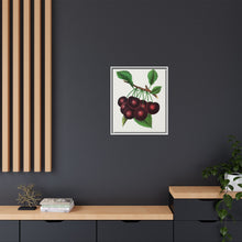 Black Tartarian cherry lithograph. Digitally enhanced from our own original 1900 edition plates of Botanical Specimen published by Rochester Lithographing