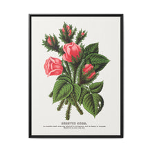 Pink roses, Crested Moss lithograph. Digitally enhanced from our own original 1900 edition plates of Botanical Specimen published by Rochester Lithographing - NOMADEN ART GALLERY