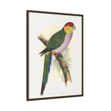 Pileated Parrakeet (Pionopsitta pileata) colored wood-engraved plate by Alexander Francis Lydon.