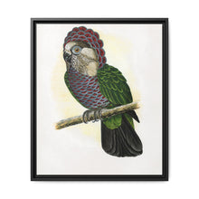 Hawk-Headed Parrot (Deroptyus accipitrinus) colored wood-engraved plate by Alexander Francis Lydon. - NOMADEN ART GALLERY
