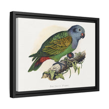 Red-Vented Parrot (Amazona martinicana) colored wood-engraved plate by Alexander Francis Lydon