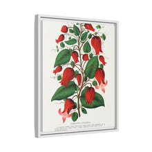 Prunus Triloba flower lithograph. Digitally enhanced from our own original 1900 edition plates of Botanical Specimen published by Rochester Lithographing