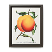 Foster peach lithograph. Digitally enhanced from our own original 1900 edition plates of Botanical Specimen published by Rochester Lithographing - NOMADEN ART GALLERY