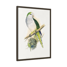 Quaker or Grey-breasted Parrakeet (Myiopsitta monachus) colored wood-engraved plate by Alexander Francis Lydon